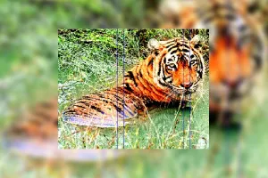 नए साल में टाइग्रेस के शावकों की किलकारियों से गूंजेगी सुरम्य वादिया 