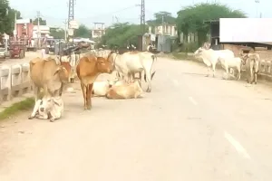 सड़कों पर लावारिस जानवरों के जमावड़े से यातायात हो रहा बाधित