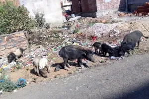 कोटा दक्षिण वार्ड 8:  सूअरों की समस्या मिटे तो वार्ड वासियों को मिले राहत 
