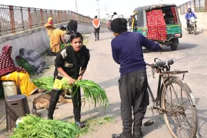 कायन हाउस में दान का हरा चारा खा रही गाय