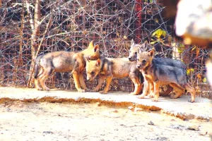 15 साल बाद देश के दूसरे जू से आएंगे भेड़िए