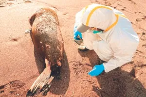 पेरू में बर्ड फ्लू के कारण सैकड़ों समुद्री जीवों और पक्षियों की मौत, एच5एन1 वायरस है वजह