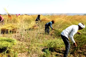 किसानों पर दोहरी मार, बाहरी मजदूरों से करानी पड़ रही फसलों की कटाई