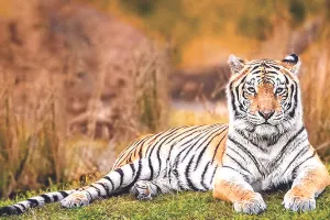 बाघ बचाने के लिए वन क्षेत्र को बढ़ाएं