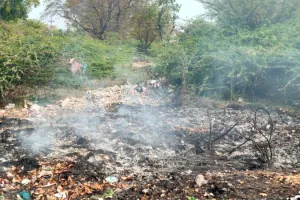 अब भी अज्ञात बीमारी से मर रहे सैकड़ों सुअर