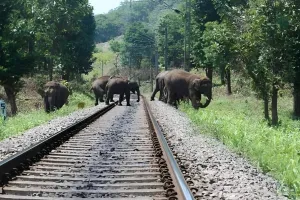 ओडिशा: ट्रेन की चपेट में आकर जंगली हाथी की मौत
