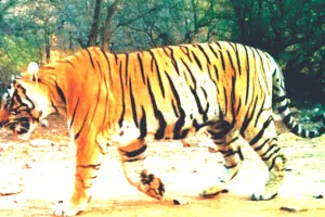 चंबल पार कर मुकुंदरा से फिर भागा एमटी-5