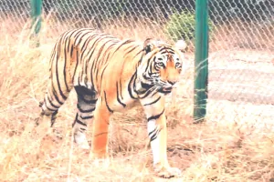कहीं आनुवांशिक बीमारी के शिकार तो नहीं प्रदेश के बाघ-बाघिन!