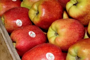 केंद्र सरकार ने किया सेब पर आयात शुल्क 50 फीसदी: ठाकुर
