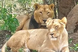 लॉयन सफारी से बुरी खबर, शेर जीएस की मौत 