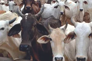 गौरक्षा, धर्मान्तरण विरोधी कानून वापसी पर असमंजस