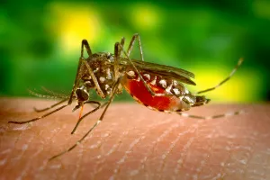 क्यूबा में डेंगू की रोकथाम के लिए जारी है अभियान