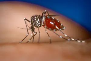 पाकिस्तान में मिले डेंगू के 159 नए मामले