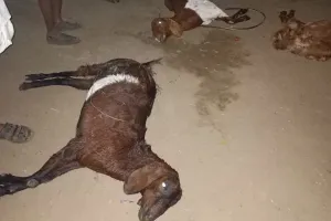 यूरिया खाद और कीटनाशक दवाई युक्त पानी पीने से 20 बकरियों की मौत