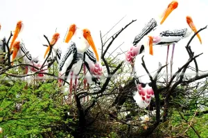 उदपुरिया में उजड़ी जांघिल पक्षियों की बस्ती, दुर्दशा का शिकार हुआ तालाब