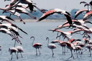 ओड़िशा के भितरकनिका राष्ट्रीय उद्यान में दिखे 1.23 लाख मानसून पक्षी 