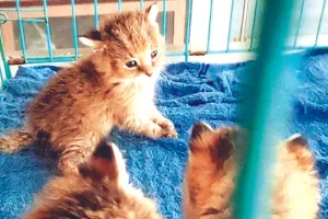 बिछड़े जंगल कैट के बच्चों को लाए रेस्क्यू सेंटर 