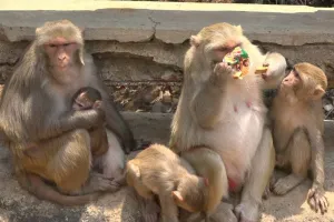कोटा में महिलाओं पर हमला कर घायल कर रहे बंदर