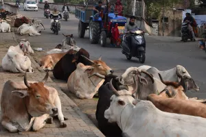 कैटल फ्री शहर में फिर लगा सड़कों पर मवेशियों का जमघट