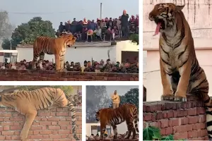 उत्तर प्रदेश में जंगल से निकलकर गांव में आया बाघ, दीवार पर जमाया डेरा
