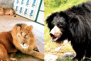 बायोलॉजिकल पार्क को झटका, अटकी बब्बर शेर व भालू की एंट्री
