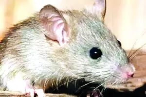 ब्रिटेन में 25 करोड़ चूहे कर रहे उत्पात, पूरी आबादी पर भारी 