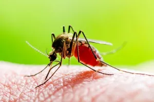 डेंगू से बचाव की आशा की किरण है एंटीडेंगू मच्छर