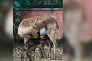 कृष्ण मृग के संरक्षण एवं संवर्धन की ओर बढ़ते कदम