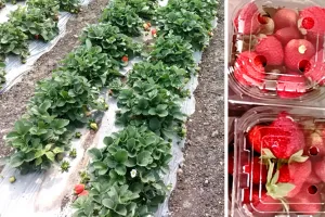कैलिफोर्निया की स्ट्रॉबेरी झालावाड़ में किसानों को दे रही मुनाफा 