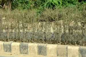 धूप से नहीं लापरवाही से टूटा हजारों पौधों का दम