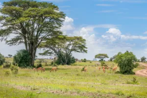 पेड़ों के बिना बेमानी है वन्यजीव संरक्षण का दावा