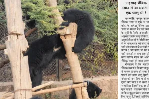 नाहरगढ़ बायोलॉजिकल पार्क में जन्मा भालु गणेश कोटा के अभेड़ा बायोलॉजिकल पार्क में पर्यटकों को करेगा आकर्षित