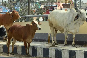डेढ़ साल से सिर्फ पत्राचार, नहीं हुआ गौशाला विस्तार 