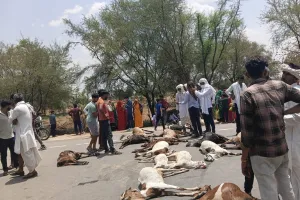 Lalsot News : यूरिया पंप के फ्यूल को पीने से 50 बकरियां मरी, 10 से अधिक बकरियां घायल