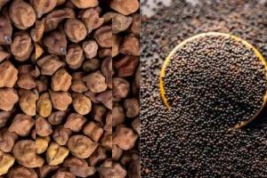 चना सरसों खरीद के लिए बारदाने का अभाव, सरकार ने कोलकाता की फर्म को लिखा पत्र 