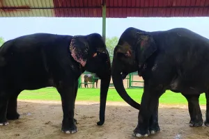 हाथी कल्याण सोसायटी की बैठक में हाथियों से जुड़े मुद्दों पर होगी चर्चा
