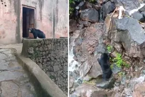 रणथम्भौर में चर्चा में भालू: पूजा के समय पहुंचता है मंदिर, आरती के बाद करता है जंगल का रूख