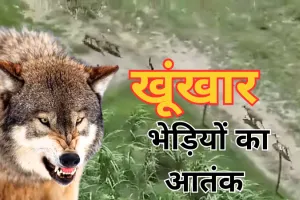 उत्तर प्रदेश के गांवों में आदमखोर भेड़ियों का आतंक, अब तक 9 लोगों को बनाया अपना निवाला