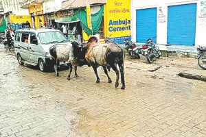 बेजुबानों के भी बनें तारणहार, सड़कों पर डाल रखा डेरा