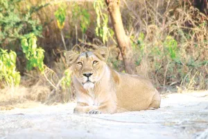 गुजरात के शेरों की दहाड़ से गूंज रहे बायोलॉजिकल पार्क