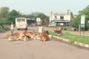 हाइवे के बीच बैठे मवेशी वाहन चालकों के लिए बन रहे जानलेवा 