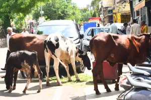 सड़कों पर खड़ा खतरा, आदेश का भी नहीं दिखा असर