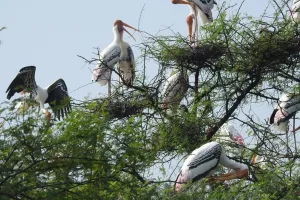 उदपुरिया को आबाद कर रहा तीन रंगों वाला पक्षी