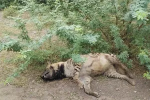 रणथंभौर अभ्यारण की बालेर रेंज के अंतर्गत तीन लक्कड़बग्घा(जरख) की संदिग्ध मौत