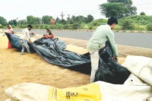 किसानों की फसले तैयार, सता रही मौसम की मार 