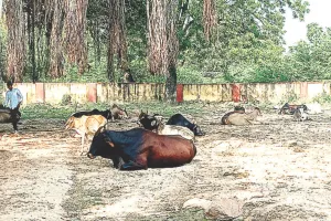 शिक्षा के मंदिर में स्वच्छता अभियान की उड़ रहीं धज्जियां