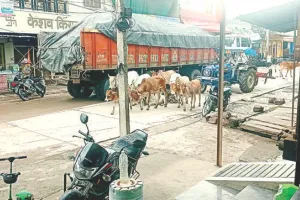  सड़कों पर बैठी गौमाता का कौन है रखवाला? 