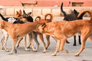 12 हजार से अधिक श्वानों का बधियाकरण, फिर भी सड़कों पर भरमार