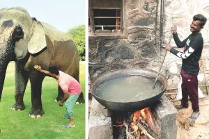 सर्दियों में हाथियों की खानपान में बदलाव, डाइट में परोसी जा रही गेहूं और बाजरे की खिचड़ी, ठंड से बचाने के लिए की जा रही तेल मालिश