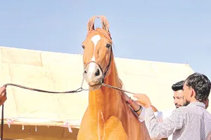 पुष्कर मेले में 11 करोड़ का अश्व ‘कर्मदेव’ बना आकर्षण